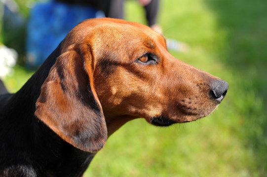 Jagdhund