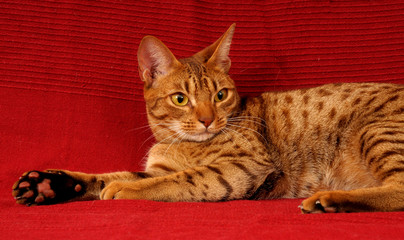 OCICAT. © dvr