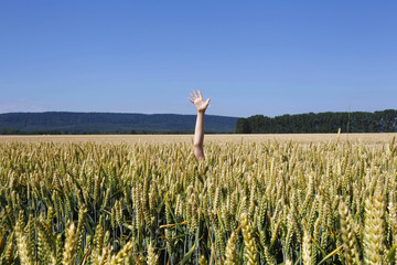 Arm im Getreidefeld