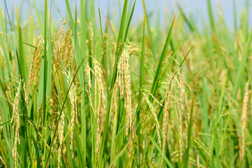 The paddy rice in field