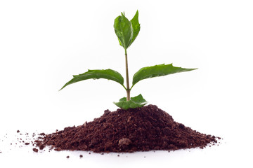 Young plant in ground over white.
