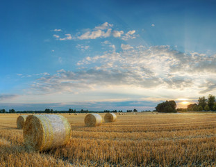 feld