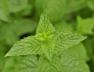 peppermint close up