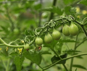 small green tomatoes