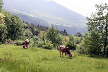 Fototapeta na wymiar Two grazing cows on a meadow