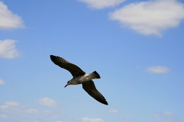 Ave volando en el cielo