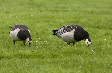 Barnacle goose