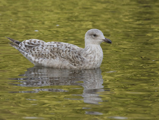 Herring gull