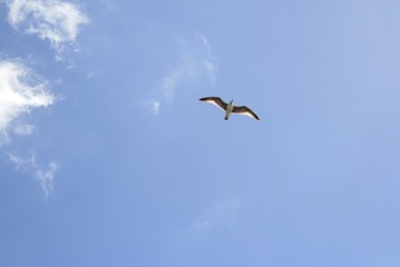 Cielo azul, ave volando