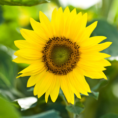 Obraz premium tournesol