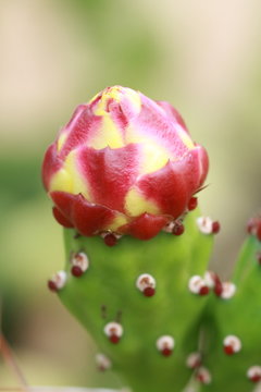 figue de barbarie en fleur