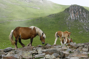 Chevaux_7