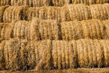 Harvest(cleaning) of cereals