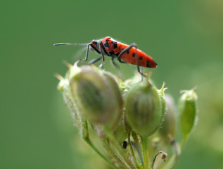 Fliege auf Scharfgarbe