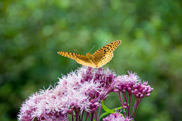 Orange butterfly feeding off wildflowers