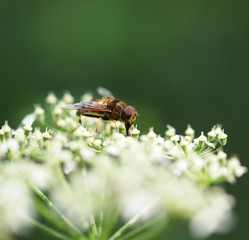 Fliege auf Scharfgarbe