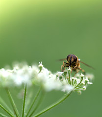 Fliege auf Scharfgarbe