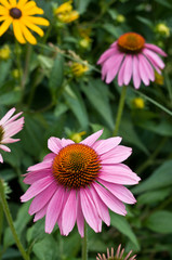 Fototapeta premium coneflower.