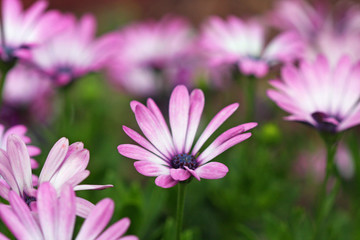 Purple Daisies