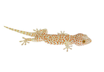 White lizard with red spots