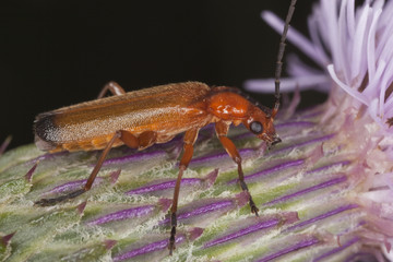 Common red soldier beetle (Rhagonycha fulva)