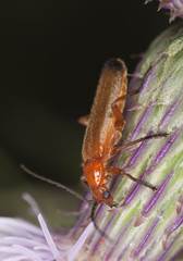 Common red soldier beetle (Rhagonycha fulva)