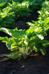 夕暮れのゴボウ畑