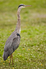 Great blue heron (Ardea herodias)