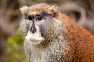 Patas Monkey (Erythrocebus patas)