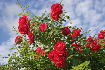 Rosen