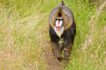 Fototapeta premium Mandrill (Mandrillus sphinx), primate with colorful face