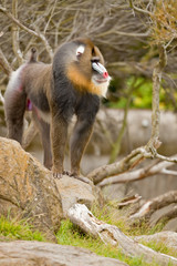 Mandrill (Mandrillus sphinx), primate with colorful face
