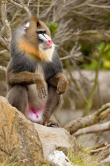 Mandrill (Mandrillus sphinx), primate with colorful face