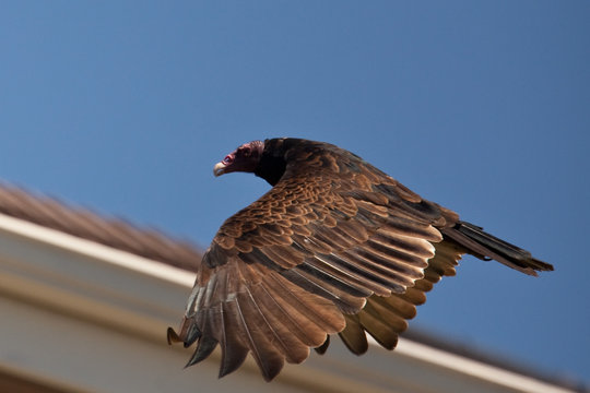 Turkey Vulture (Cathartes aura) in flight.