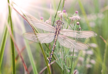 dragonfly waiting for the sun
