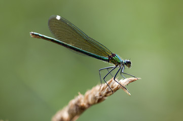 Gebänderte Prachtlibelle - Calopteryx splendens