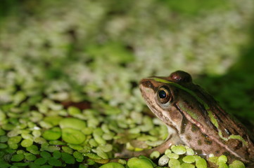 沼のトノサマガエル
