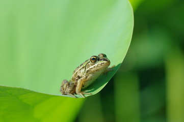 蓮の葉とトノサマガエル