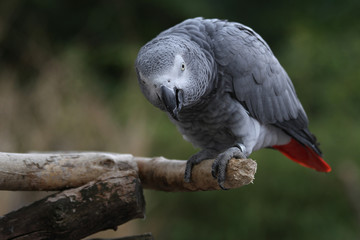 Graupapagei