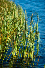 Obraz premium Green grass in tranquil water