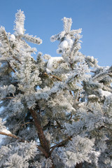 Pine's branch frosted