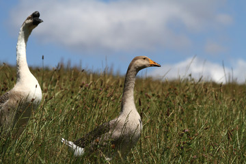 Pommerngans und Höckergans
