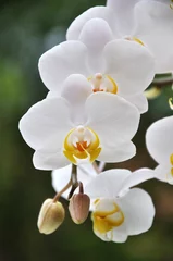Foto op Canvas Orchideeën © Reena