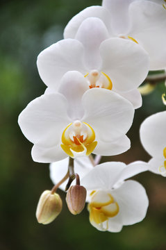 Fototapeta Orchidee