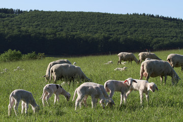 Obraz premium kleine Schafherde mit Lämmern