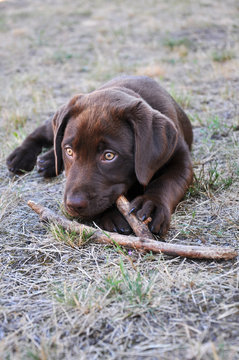 chocolate Labrador Retriever