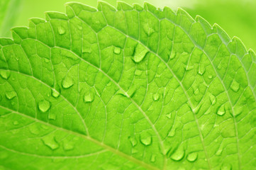 葉と水滴
