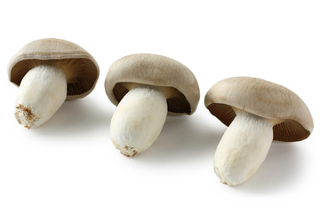 Three Mushrooms