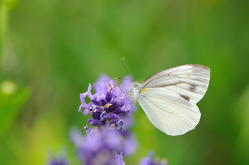 ラベンダーとモンシロチョウ