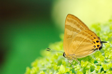 紫陽花とシジミ蝶
